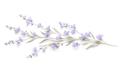 Lavender floral branch, isolated, design element, white background, spring