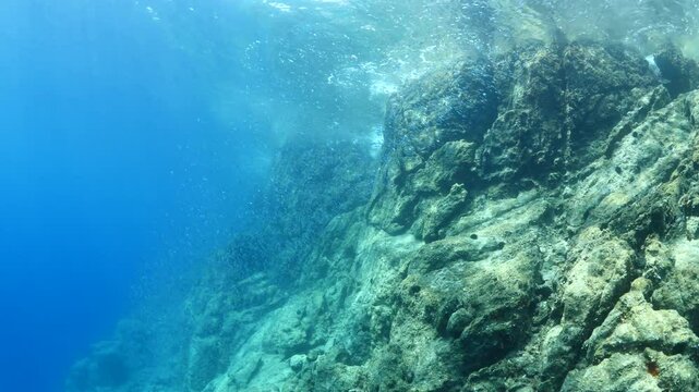 silversides   underwater silverside fish school wavy sea protection Atherina boyeri next to rocks