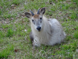 二ホンカモシカ