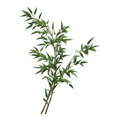 Fototapeta premium Lush Green Bamboo Branch Vibrant Foliage Isolated Botanical Illustration Nature Photography