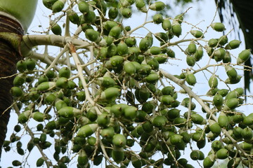 Cluster of Green Palm Fruits Hanging on Tree Amidst Lush Tropical Foliage