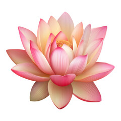 Exquisite Pink Lotus Flower Blossom Detailed Botanical Illustration Floral Art
