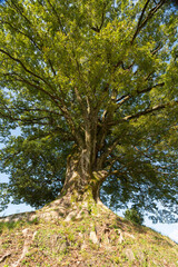 新潟県糸魚川市にある山王森大欅