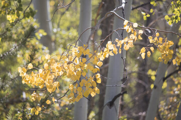 Fall Colorado Aspen Tree Colors Nature Forest Background