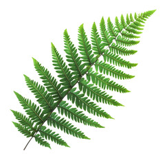 Lush Green Fern Frond Isolated on White Background Detailed Botany Photography