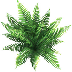 Lush Green Fern Plant Overhead View Tropical Foliage Isolated on White Background Botany Nature