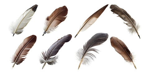 Assorted Bird Feathers on Transparent Background, PNG collection, set bundle, isolate on transparent or white background