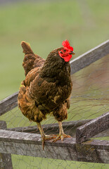 free ranging chicken, laying hen, Black Sex Link breed