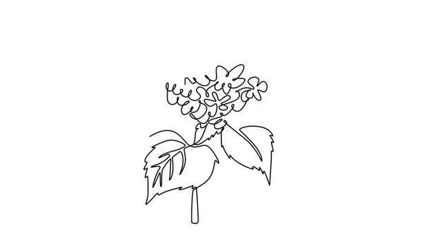Animated self drawing of continuous line draw beauty fresh hydrangea for home art wall decoration poster print. Decorative hortensia flower concept invitation card. Full length single line animation