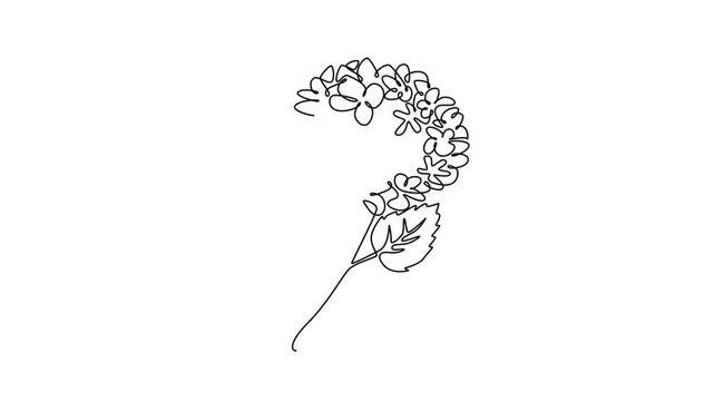 Animated self drawing of continuous line draw beauty fresh hortensia for garden logo. Decorative hydrangea flower concept for wall decoration home art poster print. Full length single line animation
