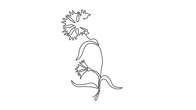 Animated self drawing continuous line draw beauty fresh bachelor button for home decoration wall art poster print. Decorative cornflower concept for floral card frame. Full length one line animation