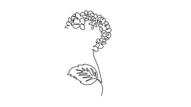 Animated self drawing of continuous line draw beauty fresh hortensia for home wall decor art poster print. Decorative hydrangea flower concept for floral card frame. Full length single line animation