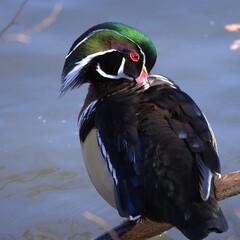 Colorful Wood Duck Preening