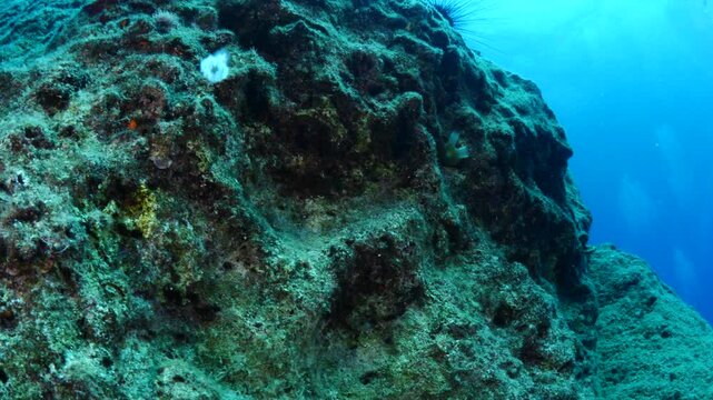 Turritopsis nutricula Turritopsis dohrnii  Oceania  O. armata immortal underwater