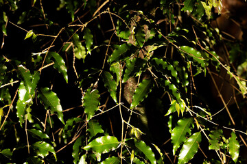 Folhas de planta nativas da Mata Atlântica Brasileira. 
