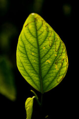 Folha verde de planta nativa da Mata Atl&acirc;ntica Brasileira, iluminada no escuro da floresta. 