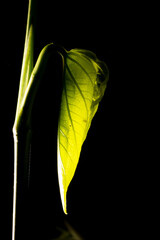 Galho com folha de planta nativa da Mata Atlântica Brasileira. 