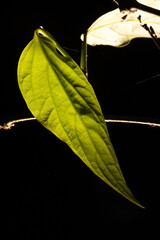 Folha verde de planta nativa da Mata Atlântica Brasileira, iluminada no escuro da floresta. 