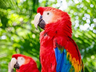red and yellow macaw