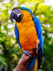 blue and yellow macaw