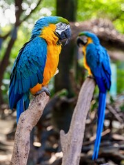 The image features a couple of parrots perched on a branch. These colorful birds, possibly macaws or parakeets, can be seen in an outdoor setting, surrounded by lush greenery. Their striking feathers 