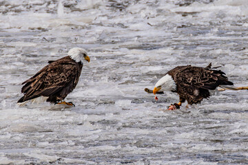 Bald Eagle