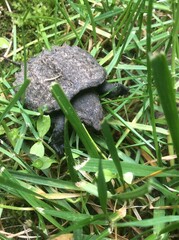 Baby Snapping Turtle Crawling in the Grass