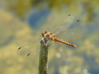 Libelle