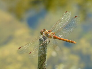 Libelle