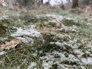 moss covered with snow