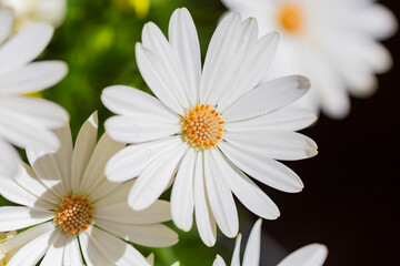 Fototapeta premium daisy flowers with raindrops 