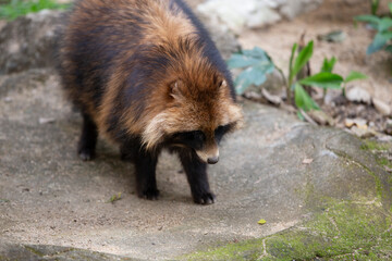 Portrait of a red fox (Raccoon rufus)