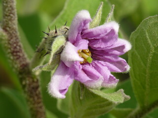Blüte Overgine