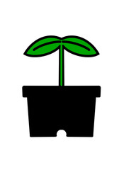plant in a pot