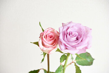 ピンクと紫のばら