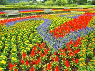マリーゴールドとサルビア咲く初夏の21世紀の森と広場の花壇風景