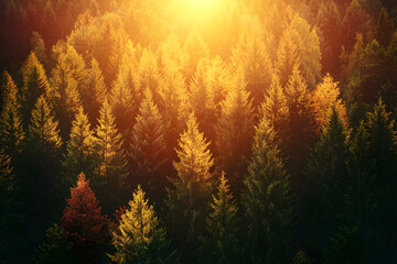 Obraz premium Landscape top-down view of Pine Forest stunning autumn forest bathed with golden sunlight shines through trees. Vibrant foliage displays rich hues of red, orange, yellow, and green background natural.