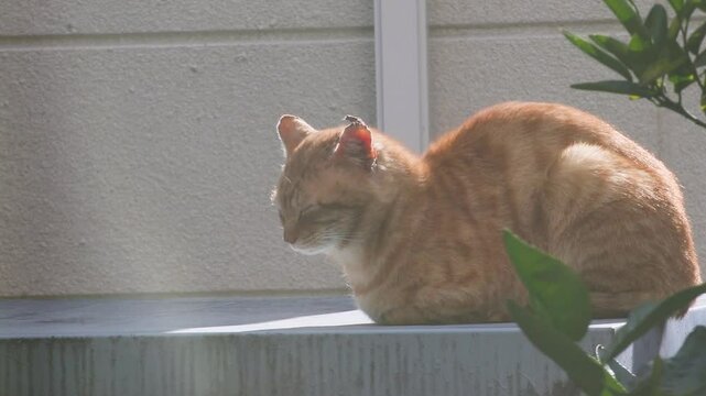 屋外でひなたぼっこをする茶トラの野良猫