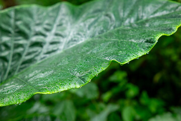 Dew on fresh green leaves