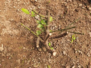 Young rose bush in the garden. The plant has been recently pruned, with multiple stems sprouting from the base. The soil is dry and brown, with some fallen leaves scattered around.