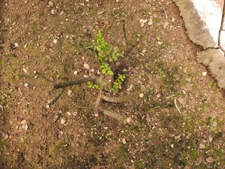 Young rose bush in the garden. The plant has been recently pruned, with multiple stems sprouting from the base. The soil is dry and brown, with some fallen leaves scattered around.