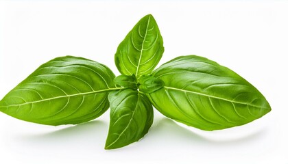Fototapeta premium Fresh basil leaves against a white background.