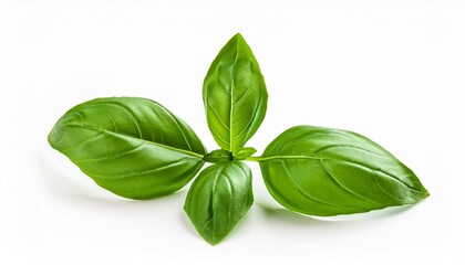 Fototapeta premium Fresh basil leaves on white background