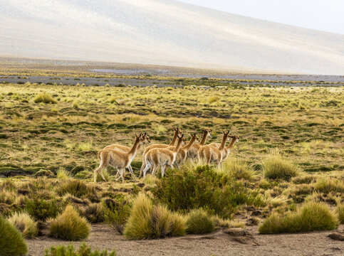 라마,걷기,덤불,사막,실로리사막,Siloli Desert,알티플라노,Altiplano,볼리비아