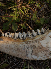 Large jaw bone with large teeth found in tropical field with bite marks from animals and insects