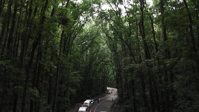 Drone view of Man-made forest in Bohol. Cars and people spotted