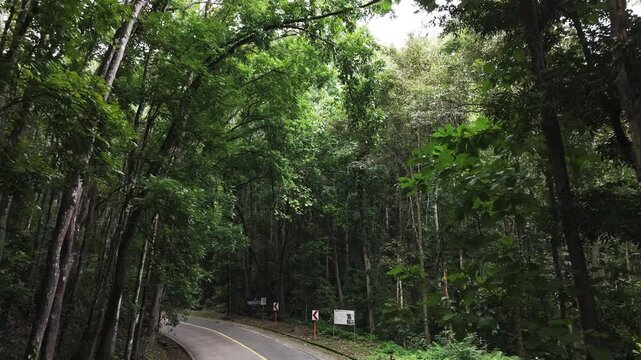 Slow drone fly over empty street, Man-Made forest in Bohol