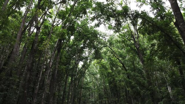 Drone view of the treetops of Man-made forest in Bohol, Philippines