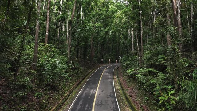 Fly over empty road in Man-Made forest, Bohol, Philippines