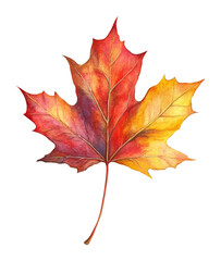Fototapeta premium Watercolor painting of a vibrant autumn maple leaf on transparent background. Nature art and seasonal change concept